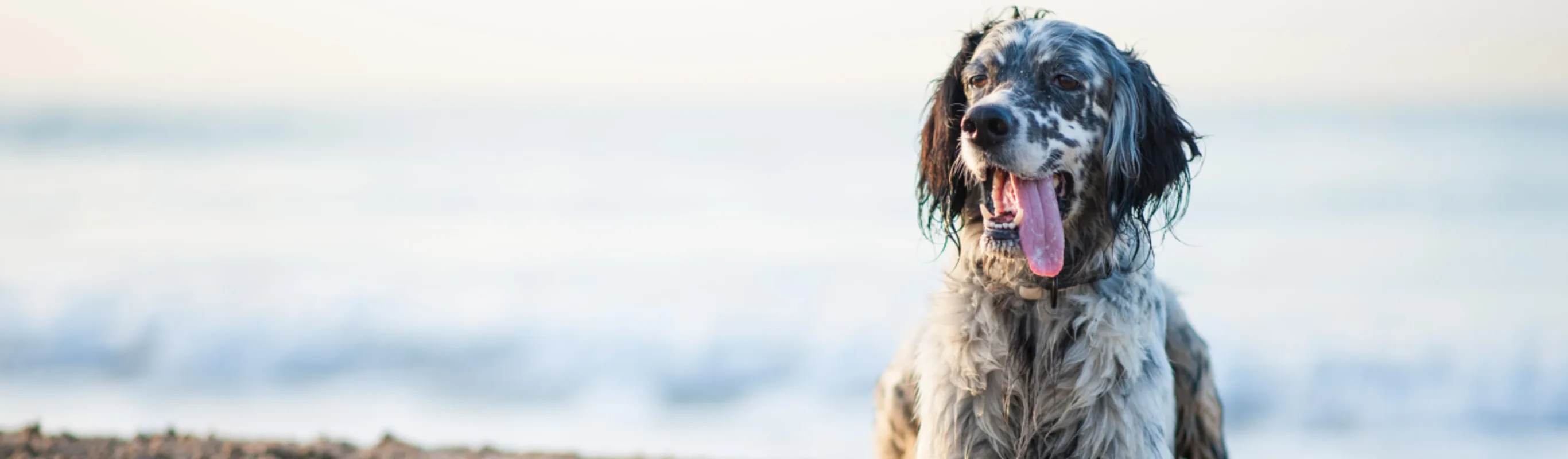 Old english setter laying in sand on beach